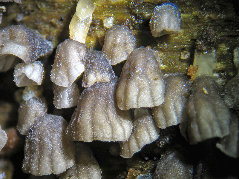 Schiera di funghetti